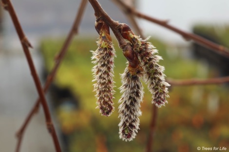 Female catkins on an aspen tree